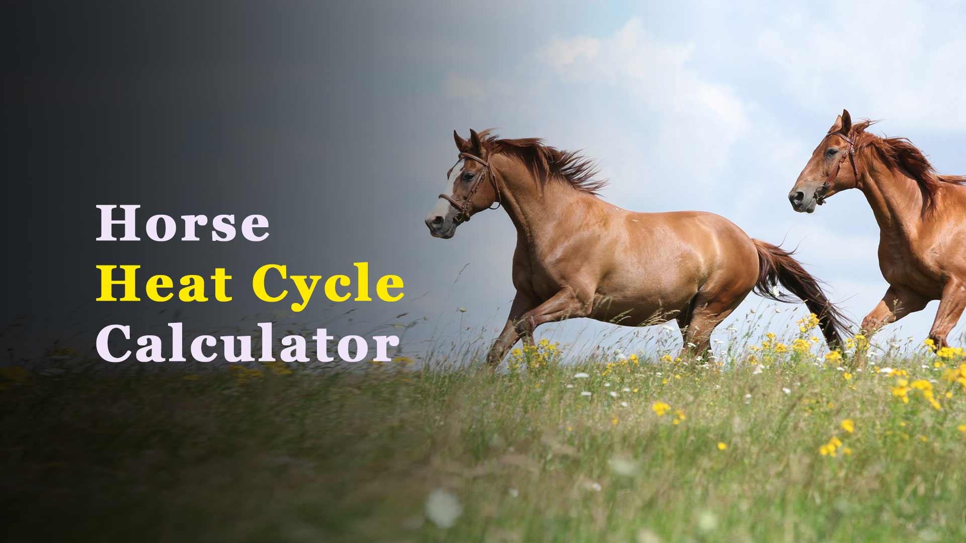 Horse Heat Cycle Calculator
