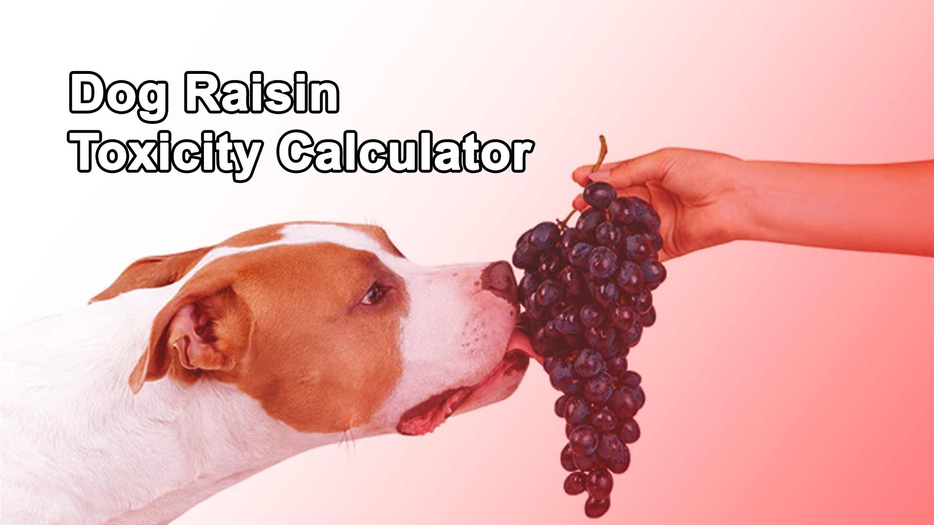 Dog Raisin Toxicity Calculator - Find Grape Toxicity in dogs