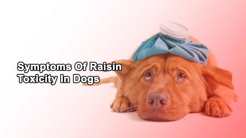Symptoms Of Raisin Toxicity In Dogs